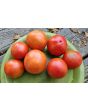 Tomato 'Ukrainian Ultra Early' Seeds (Certified Organic)