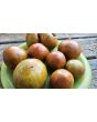 Tomato 'Everett's Rusty Brown' Seeds (Certified Organic)