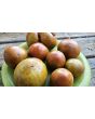 Tomato 'Everett's Rusty Brown' Seeds (Certified Organic)