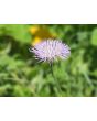 Basket Flower 'Pink' Seeds (Certified Organic)