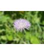 Basket Flower 'Pink' Seeds (Certified Organic)