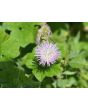 Basket Flower 'Pink' Seeds (Certified Organic)