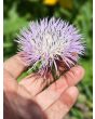 Basket Flower 'Pink' Seeds (Certified Organic)