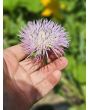 Basket Flower 'Pink' Seeds (Certified Organic)