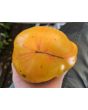 Tomato 'Plan 9 From Outer Space' Seeds (Certified Organic)