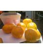 Tomato 'Plan 9 From Outer Space' Seeds (Certified Organic)