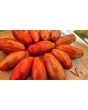 Tomato 'Bella' Seeds (Certified Organic)
