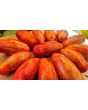 Tomato 'Yellow Tulip' Seeds (Certified Organic)