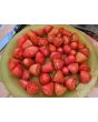 Tomato 'Prairie Fire' Seeds (Certified Organic)