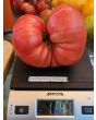 Dwarf Tomato 'Snakebite' Seeds (Certified Organic)