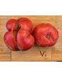 Dwarf Tomato 'Snakebite' Seeds (Certified Organic)