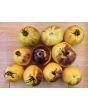 Tomato 'Ussuri Tiger' Seeds (Certified Organic)