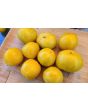Tomato 'Ussuri Tiger' Seeds (Certified Organic)