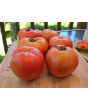 Tomato 'Big Beef' Seeds (Certified Organic)
