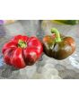 Sweet Pepper 'Liebesapfel' aka 'Love Apple' Seeds (Certified Organic)