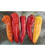 Banana Pepper 'Sweet Banana' Seeds (Certified Organic)