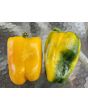 Sweet Pepper ‘Yellow Bell’ Seeds (Certified Organic)