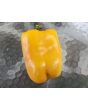 Sweet Pepper ‘Yellow Bell’ Seeds (Certified Organic)