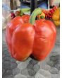 Sweet Pepper ‘Red Bell’ Seeds (Certified Organic)