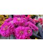 Zinnia 'Purple Prince' Seeds (Certified Organic)
