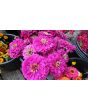 Zinnia 'Purple Prince' Seeds (Certified Organic)