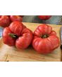 Dwarf Tomato 'Snakebite' Seeds (Certified Organic)