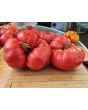 Dwarf Tomato 'Snakebite' Seeds (Certified Organic)