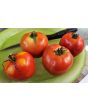 Tomato 'Super Sioux' Seeds (Certified Organic)