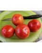 Tomato 'Super Sioux' Seeds (Certified Organic)