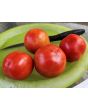 Tomato 'Super Sioux' Seeds (Certified Organic)