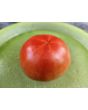 Tomato 'Boxcar Willie' Seeds (Certified Organic)