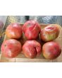 Tomato 'Marianna's Peace' Seeds (Certified Organic)