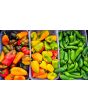 Sweet Pepper 'Lunch Box Orange' Seeds (Certified Organic)