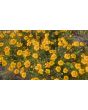 Marigold 'Jaguar' Seeds (Certified Organic)