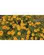 Marigold 'Jaguar' Seeds (Certified Organic)