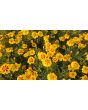 Marigold 'Jaguar' Seeds (Certified Organic)