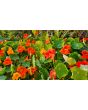 Nasturtium 'Fiesta Mix' Seeds (Certified Organic)