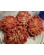 Tomato 'Zapotec Pleated' Seeds (Certified Organic)