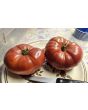 Tomato 'Sarah Schwartz' Seeds (Certified Organic)