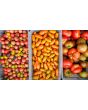 Tomato 'Sun Dipper F2' Seeds (Certified Organic)