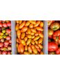 Tomato 'Sun Dipper F2' Seeds (Certified Organic)