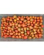 Tomato 'Mini Red Oval TR' Seeds (Certified Organic) 