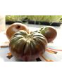 Tomato 'Black Krim' Seeds (Certified Organic)