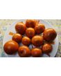 Tomato 'New Yorker' Seeds (Certified Organic)