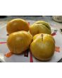 Tomato 'Pork Chop' Seeds (Certified Organic)