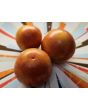 Tomato 'Red Zebra Cherry' Seeds (Certified Organic)