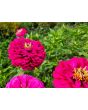 Zinnia 'Purple Prince' Seeds (Certified Organic)