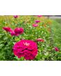 Zinnia 'Purple Prince' Seeds (Certified Organic)