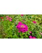 Zinnia 'Purple Prince' Seeds (Certified Organic)