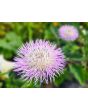 Basket Flower 'Pink' Seeds (Certified Organic)